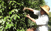 20-year-old pepper is still healthy and meets European organic standards